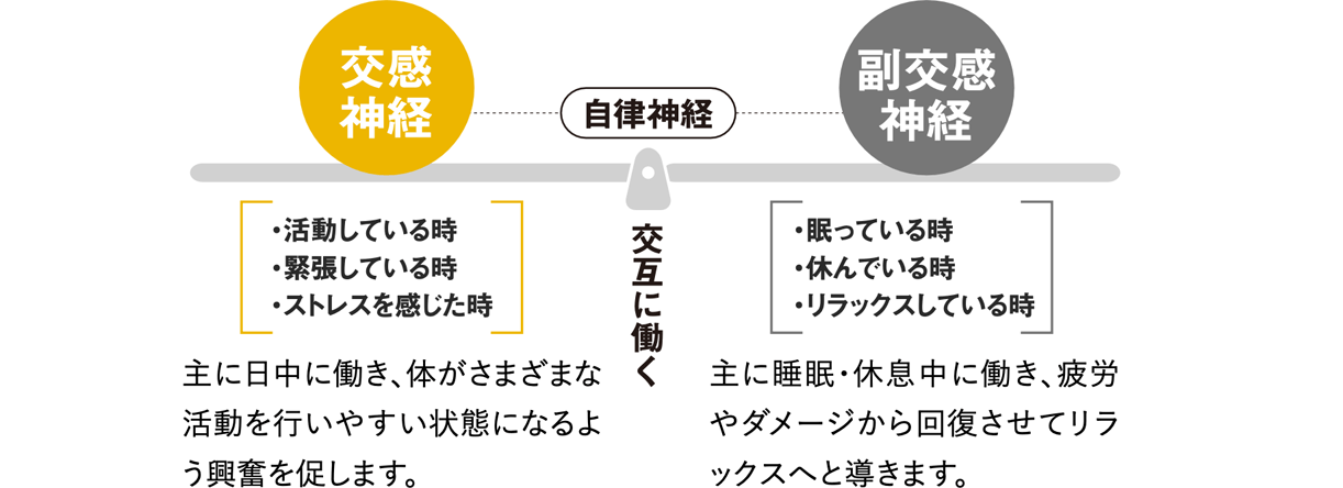 自律神経 交互に働く